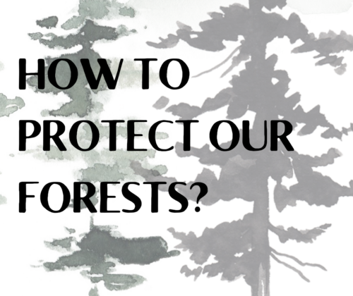 Kampanja Sensibilizuese “Si t’i mbrojmë pyjet tona?” (ENG: Awareness Campaign – How to protect our forests?)